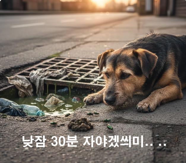 개고기 낮잠.jpg