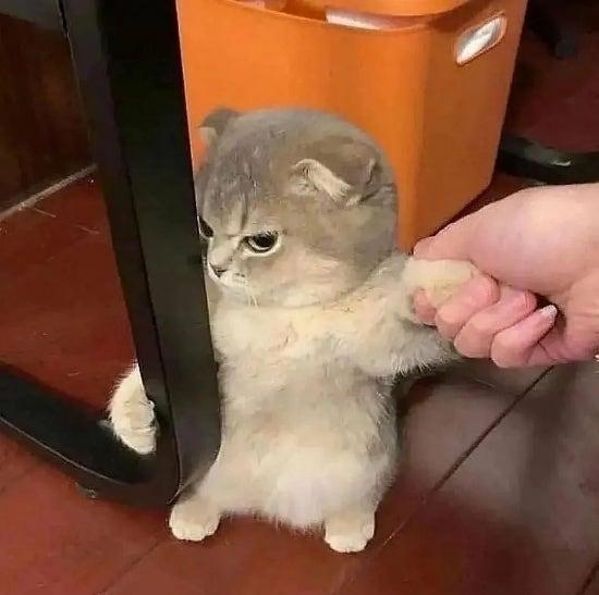 고집냥.jpg