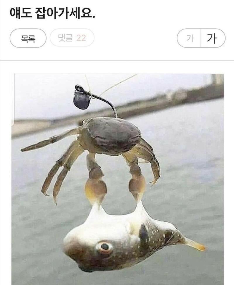 게와 복어.jpg