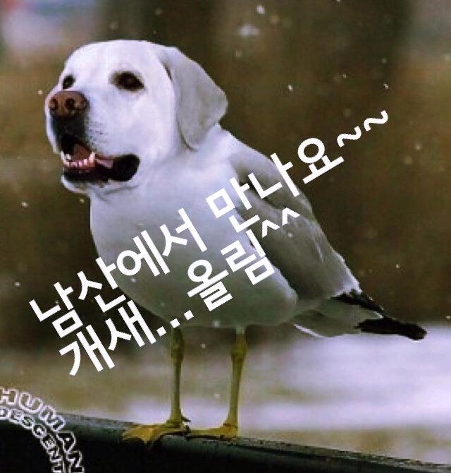 남산의개새.jpg