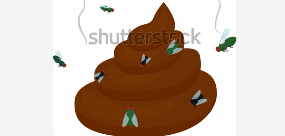 똥파리2.png