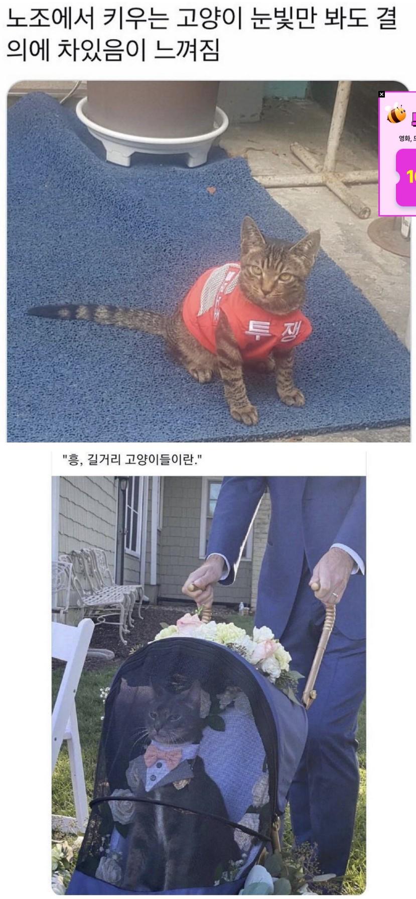 부르주아냥.JPG