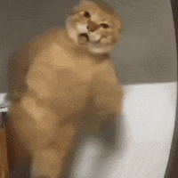 1000015043.gif